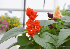 Dit is de oude genetica van de Salvia Serie.